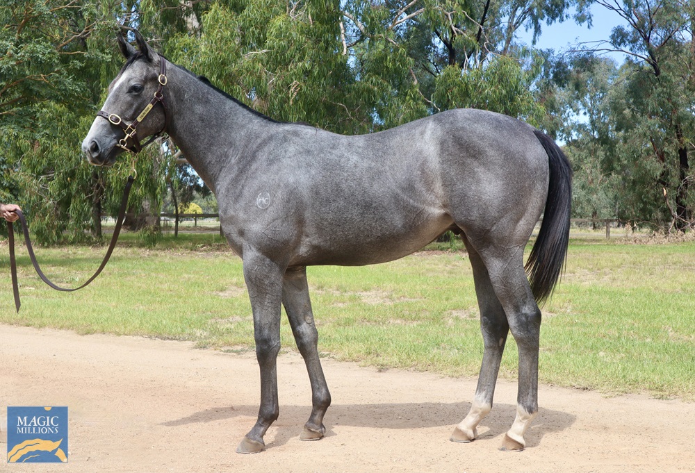 2021 Adelaide Yearling Sale Lot 362 Crackerjack King (IRE